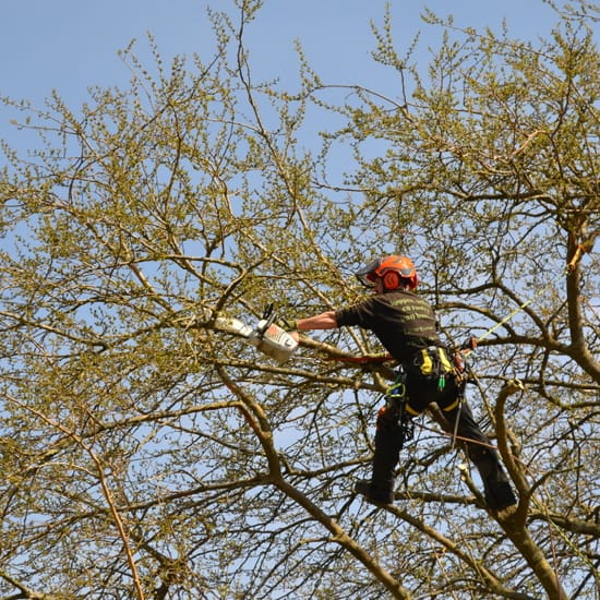 bomen vellen contact