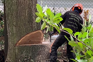 Bomen kappen